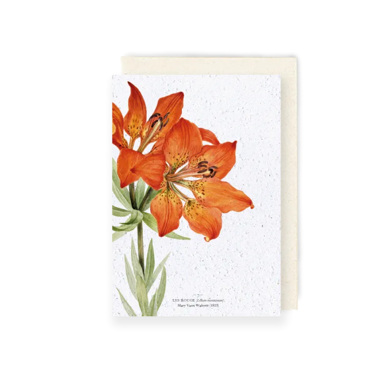 Carte à planter - Lys rouge | Papierfleur.fr, le papier qui fleurit
