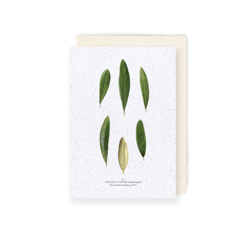 Carte à planter - Feuilles d'olivier | Papierfleur.fr, le papier qui fleurit