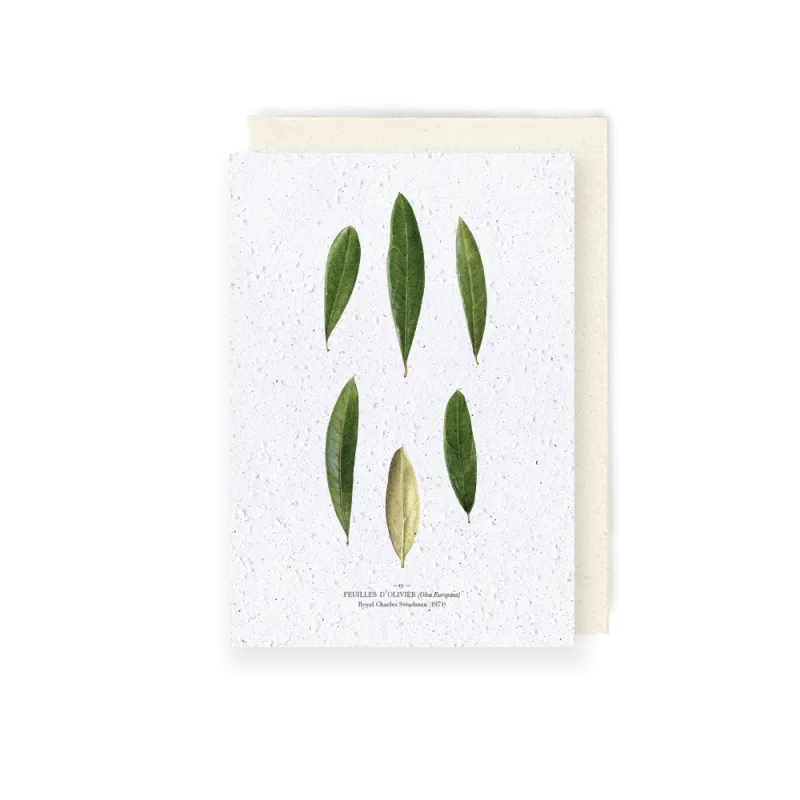 Carte à planter - Feuilles d'olivier | Papierfleur.fr, le papier qui fleurit