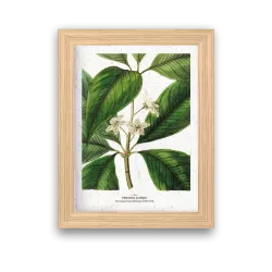 Affiche à planter « Tristania »