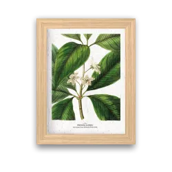 Affiche déco Tristania à planter | Papierfleur, le papier qui fleurit