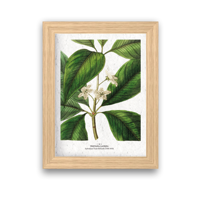 Affiche déco Tristania à planter | Papierfleur, le papier qui fleurit