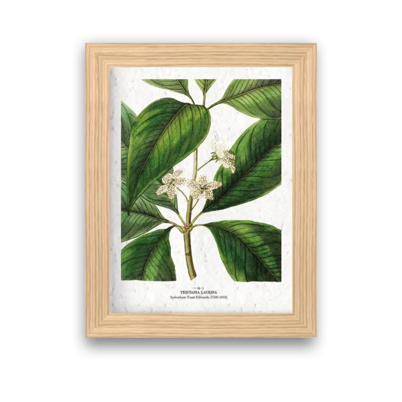 Affiche déco Tristania à planter | Papierfleur, le papier qui fleurit