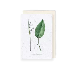 Carte à planter « Thalie blanche »