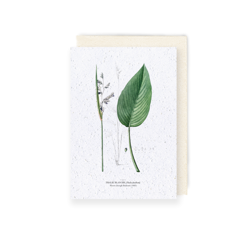 Carte à planter - Thalie blanche | Papierfleur.fr, le papier qui fleurit