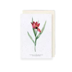 Carte à planter « Tulipe œil de soleil »