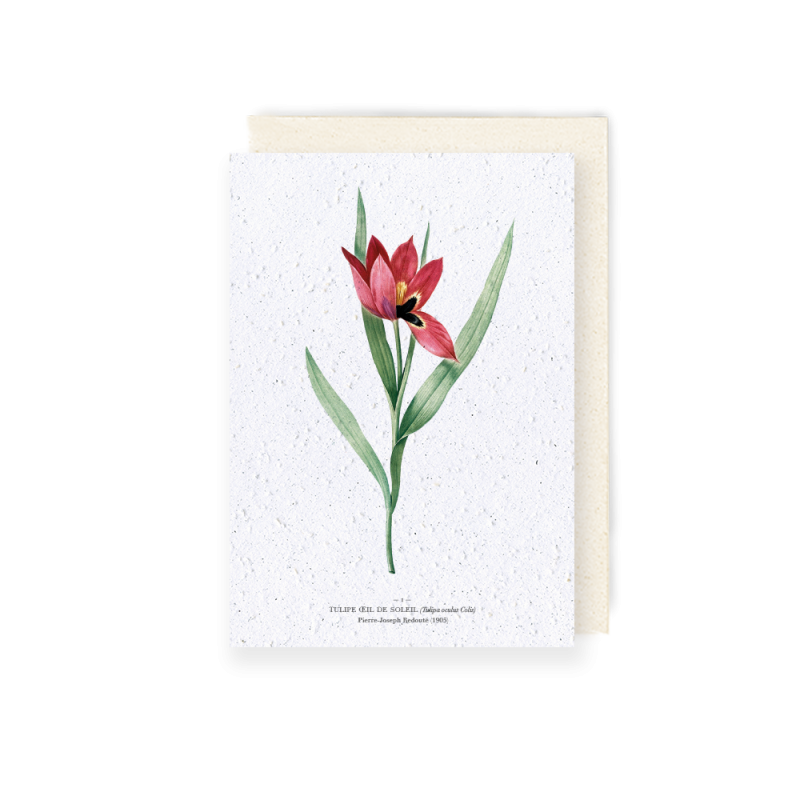 Carte à planter - Tulipe œil de soleil | Papierfleur.fr, le papier qui fleurit