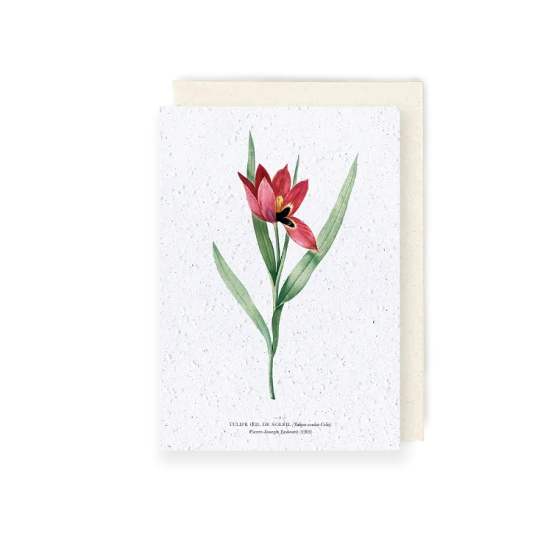 Carte à planter - Tulipe œil de soleil | Papierfleur.fr, le papier qui fleurit