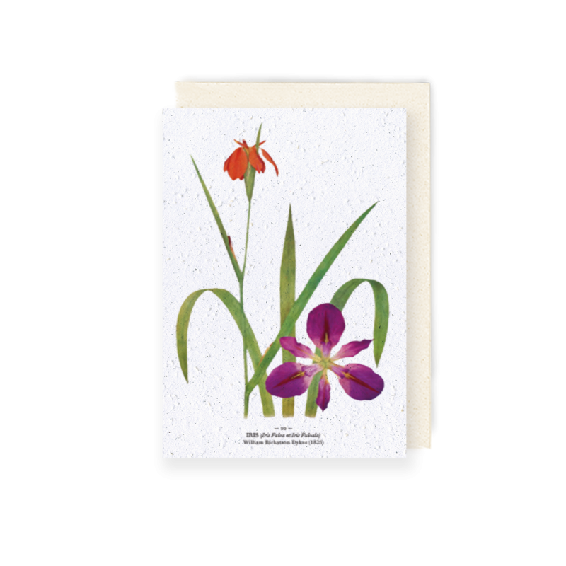Carte à planter - Iris | Papierfleur.fr, le papier qui fleurit