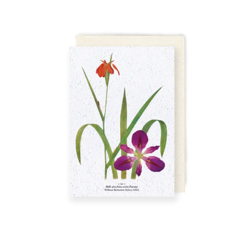 Carte à planter - Iris | Papierfleur.fr, le papier qui fleurit