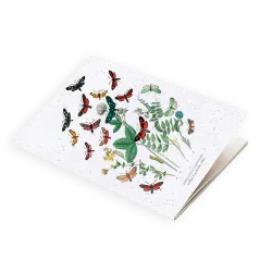 Calendrier à planter Biodiversité | E-shop Papier Fleur
