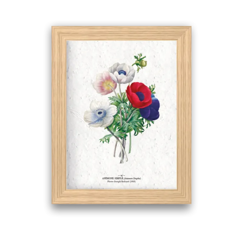 Affiche déco Anémones à planter | Papierfleur, le papier qui fleurit