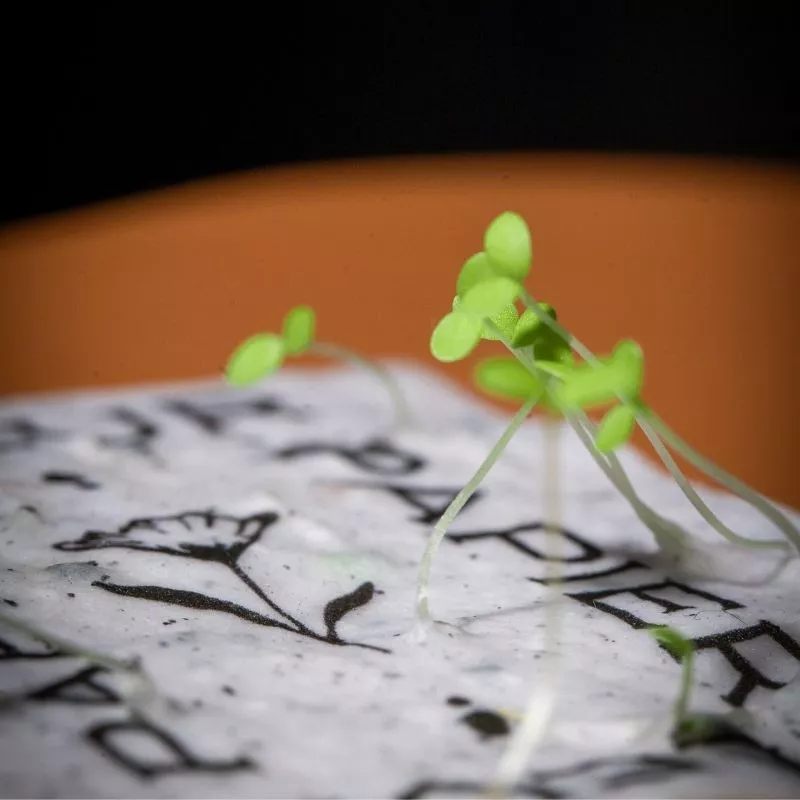 Faire-part à planter « Blé » | Papierfleur, commande en ligne