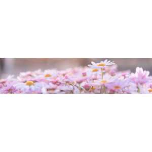 Mots qui fleurissent