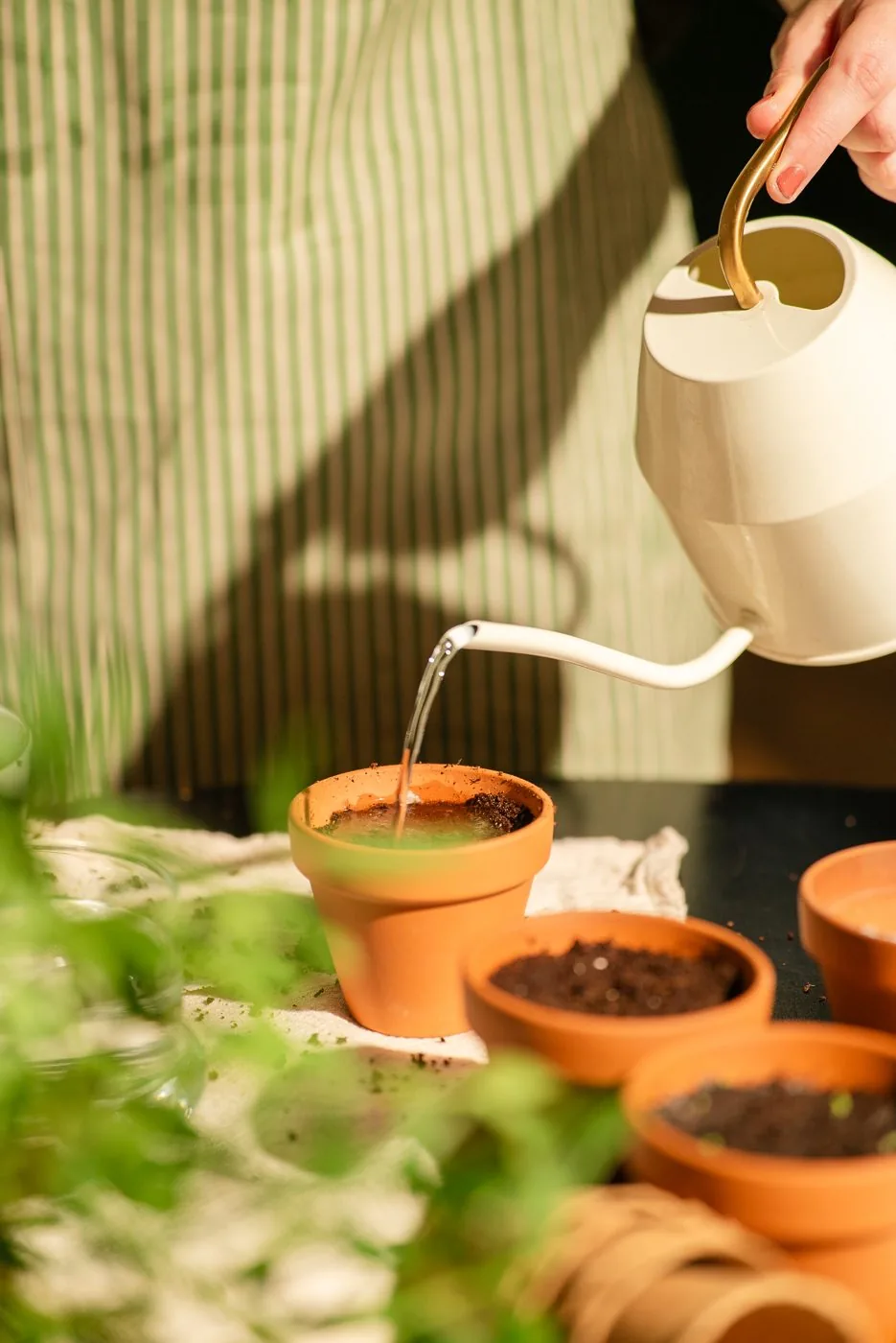 Arrosage d'un pot en terre cuite avec un arrosoir