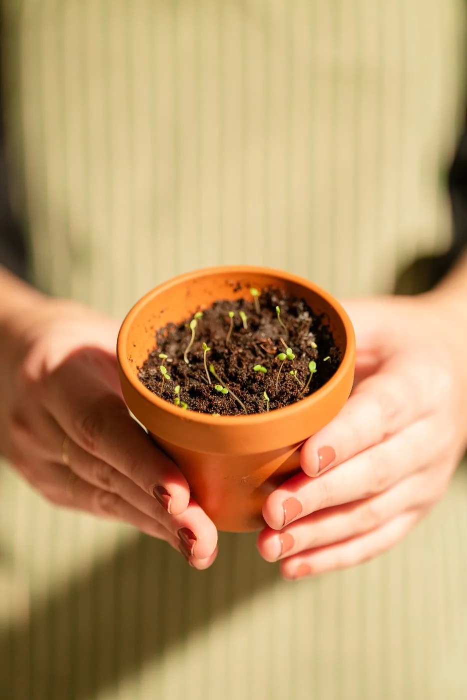 Jeunes pousses germées dans un pot en terre cuite