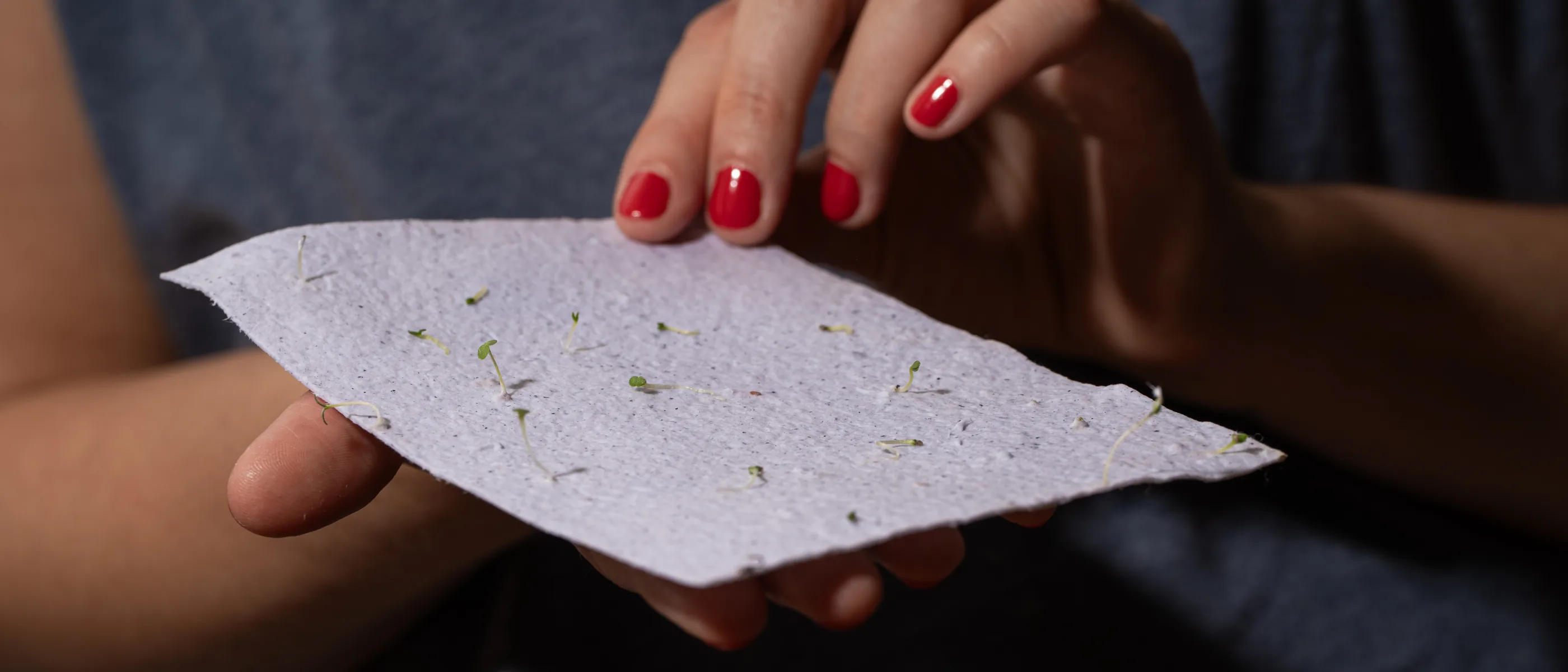 Mains tenant une carte en papier ensemencé avec de jeunes pousses vertes