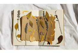 Comment faire un herbier ? Le guide pour conserver vos fleurs