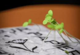 Comment faire pousser ma carte à planter ?