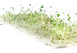 Histoire du papier ensemencé : le papier qui fleurit à travers le temps