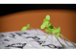 Le papier à planter écologique : quand la communication devient un geste pour la biodiversité