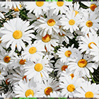 Marguerite