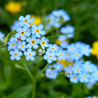Myosotis