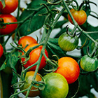 Tomate cerise