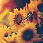 Tournesol