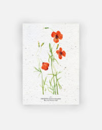 carte-biodiversite-premium-girouette-a6-papierfleur-papier-plante