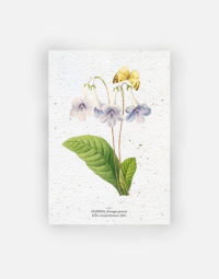 carte-biodiversite-premium-gloxina-a6-ecolo-fleur