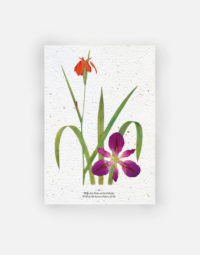 carte-biodiversite-premium-iris-a6-fleurette-flower