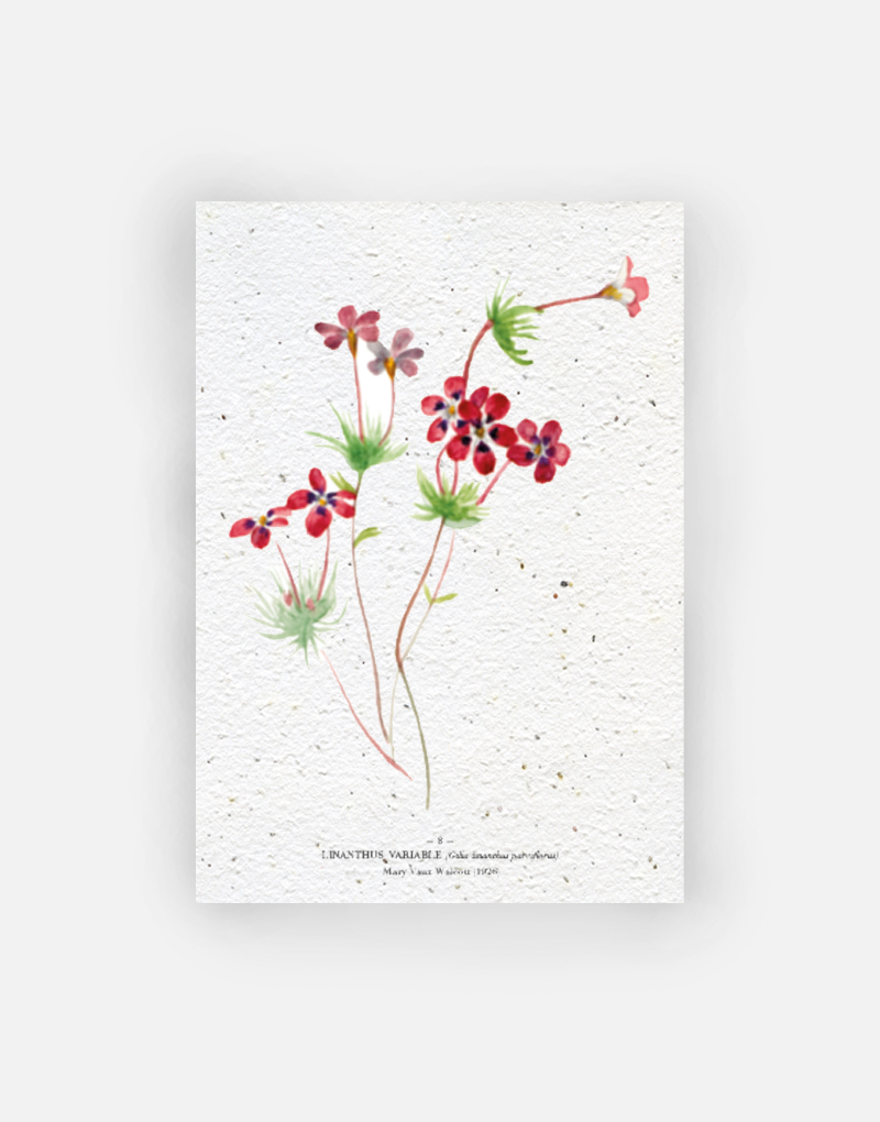 Linathus - collection biodiversité | Papierfleur, le papier qui fleurit