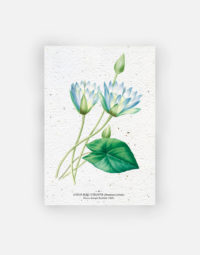 carte-biodiversite-premium-lotus-bleu-a6-fleur-aquatique-ecologique