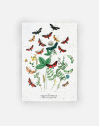 carte-biodiversite-premium-papillon-a6-insectes-papillon