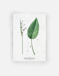 carte-biodiversite-premium-thalie-blanche-a6-papierfleur-biodegradable-fleur