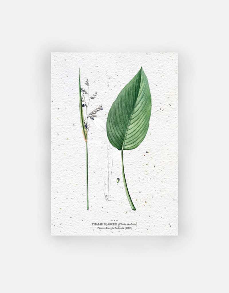 Papier Fleur - Carte à planter - Thalie blanche 100% biodégradable