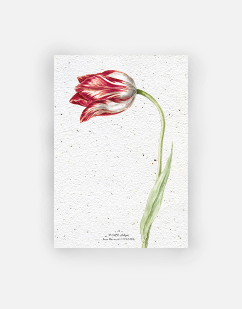 Carte à planter - Tulipe Upcyclée