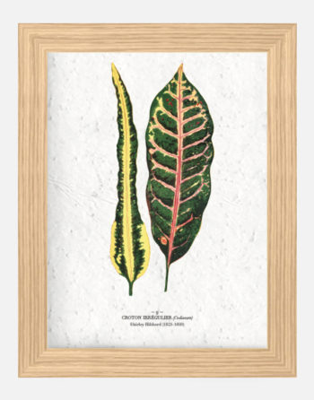 Affiche Biodiversité Croton