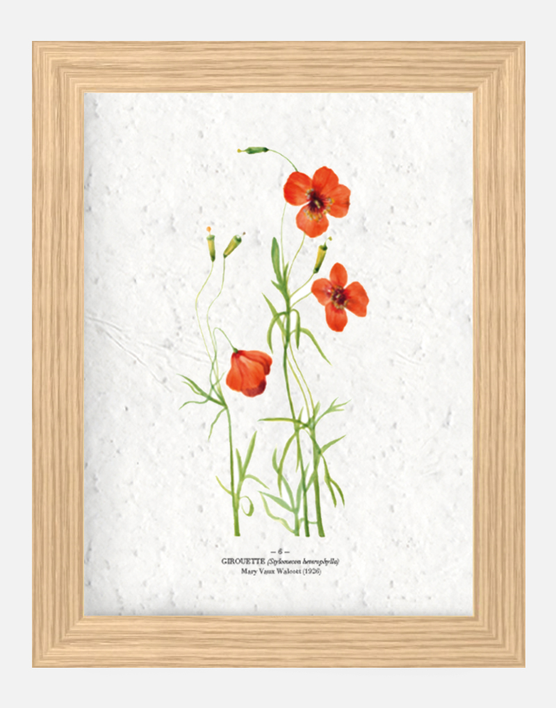 Affiche à planter - Girouette 21 x 29,7 cm (A4) Affiche à planter seule