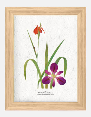 Affiche Biodiversité Iris