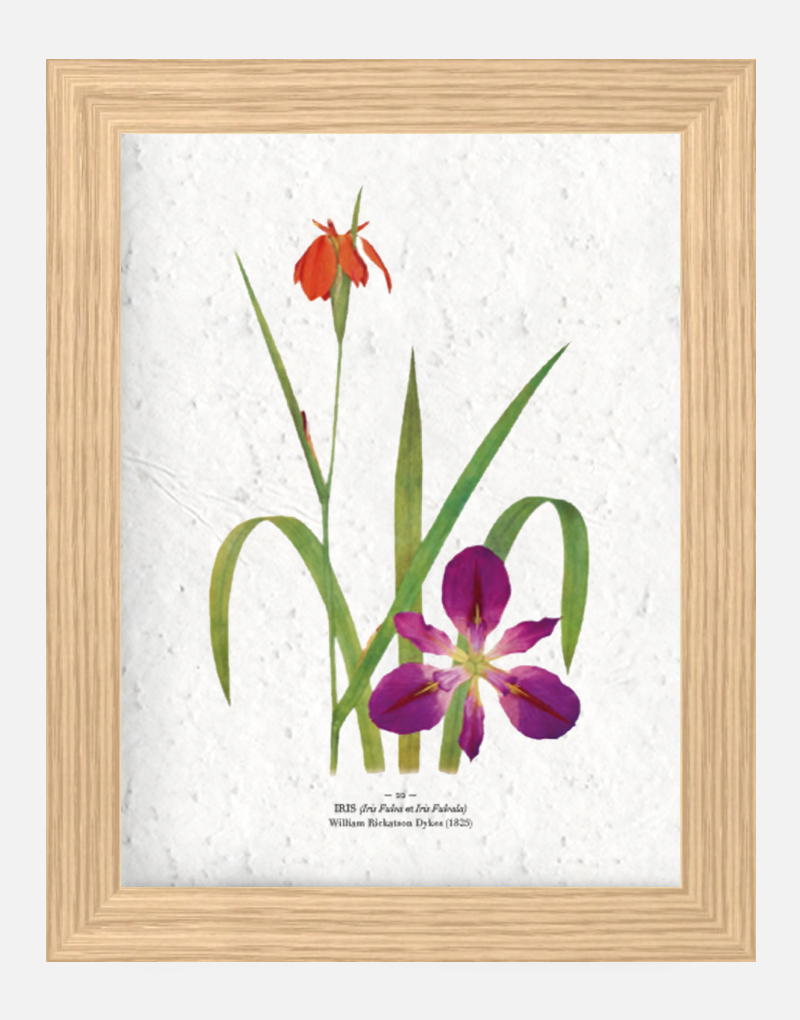 Affiche à planter - Iris 21 x 29,7 cm (A4) Affiche à planter seule