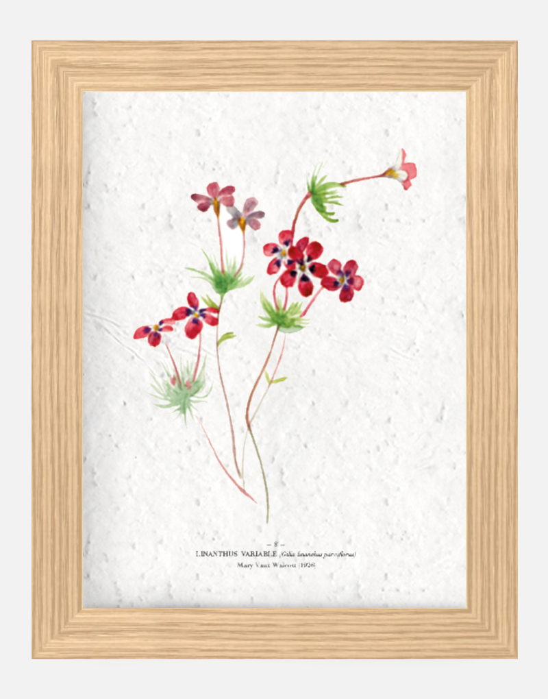 Affiche à planter - Linathus 21 x 29,7 cm (A4) Affiche à planter seule