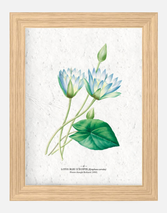 Affiche Biodiversité Lotus bleu d'Egypte