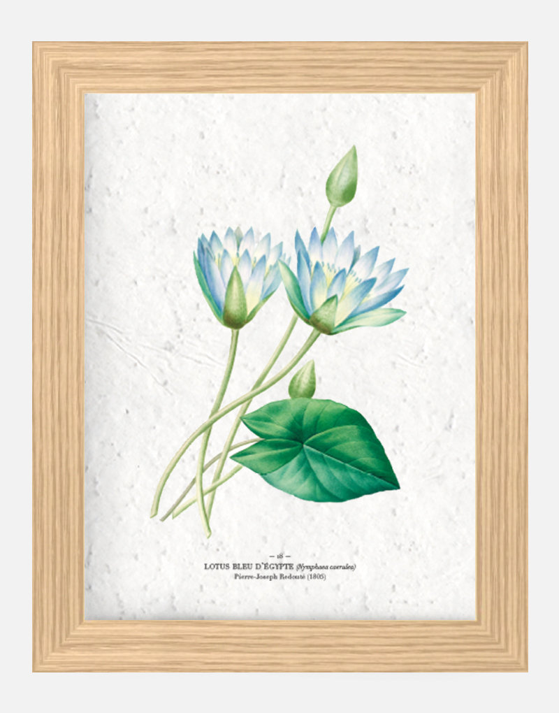 Affiche à planter - Lotus bleu 21 x 29,7 cm (A4) Affiche à planter seule