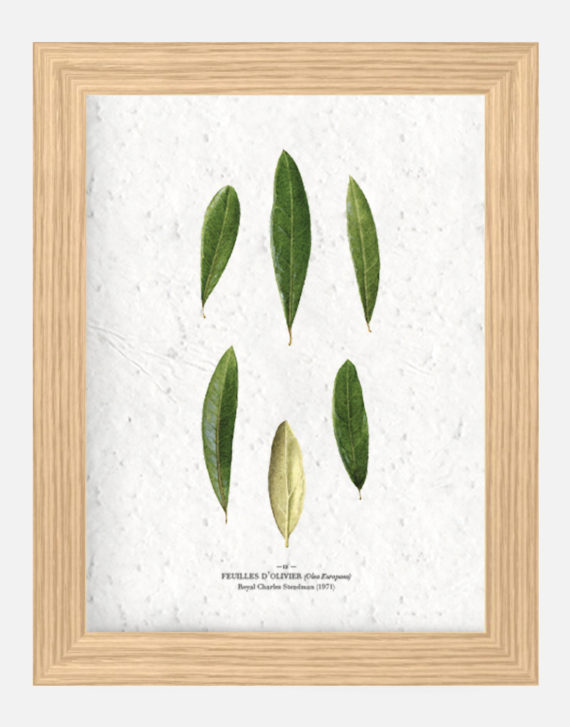 Affiche Biodiversité Feuilles d'olivier