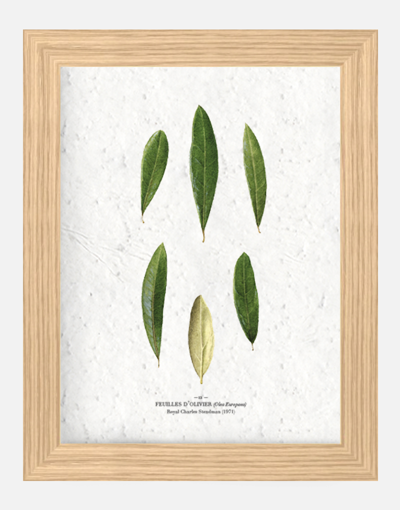 Affiche à planter - Feuilles d'olivier 21 x 29,7 cm (A4) Affiche à planter seule
