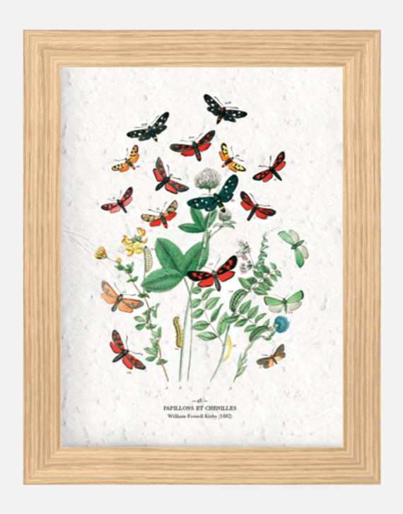 Affiche Biodiversité Papillons et chenilles