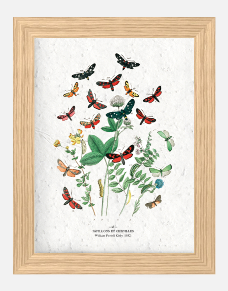 Affiche à planter - Papillons et chenilles 21 x 29,7 cm (A4) Affiche à planter seule
