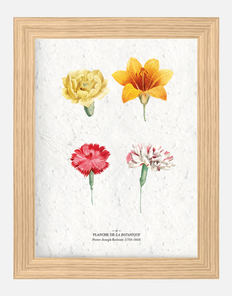 Affiche à planter - planche botanique 21 x 29,7 cm (A4) Affiche à planter seule
